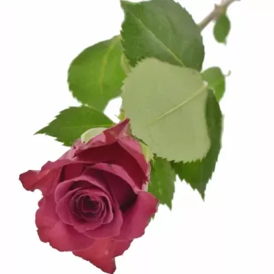 Růžová růže ASCOT