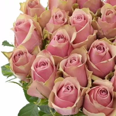 Růžová růže ATHENA ROYALE 80cm (L)