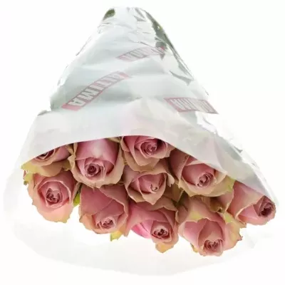 Růžová růže ATHENA ROYALE 80cm (L)