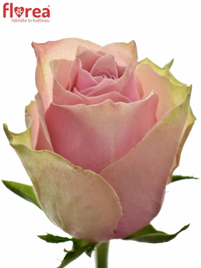 Růžová růže ATHENA ROYALE 60cm (L)
