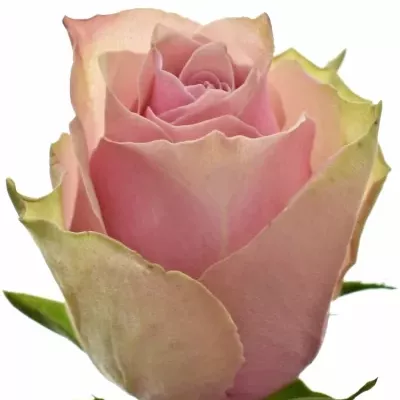 Růžová růže ATHENA ROYALE 40cm (L)