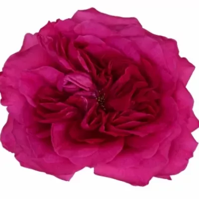 Růžová růže AUSTIN CAPABILITY 45cm (XL)
