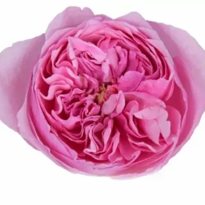 Růžová růže AUSTIN CAREY 45cm (XL)