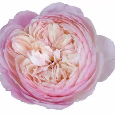 Růžová růže AUSTIN CONSTANCE 45cm (XL)