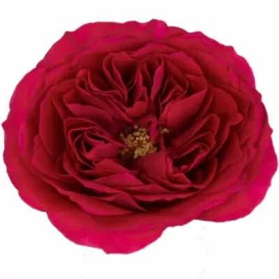 Růžová růže AUSTIN DARCEY 45cm (XL)