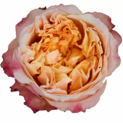 Růžová růže AUSTIN EDITH 45cm (XL)