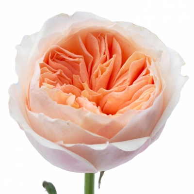 Růžová růže AUSTIN JULIET 45 cm