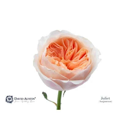 Růžová růže AUSTIN JULIET
