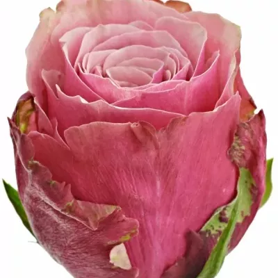 Růžová růže AUTHENTIC 70cm (L)