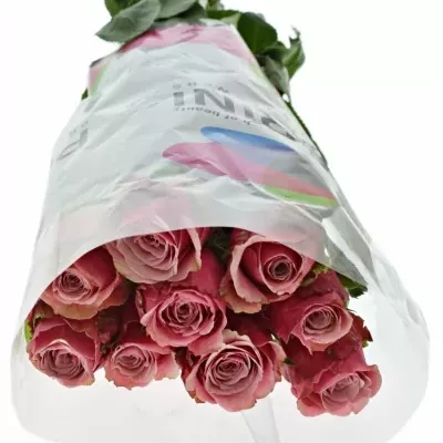 Růžová růže AUTHENTIC 70cm (L)