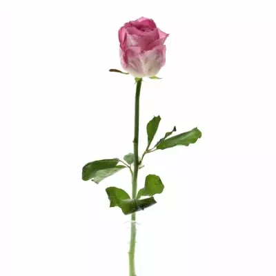 Růžová růže AVALANCHE CANDY+