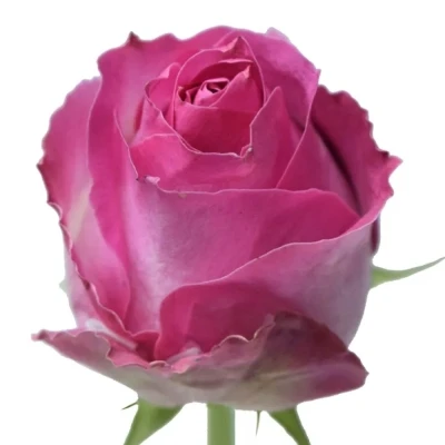 Růžová růže AVALANCHE CANDY+ 60cm (L)