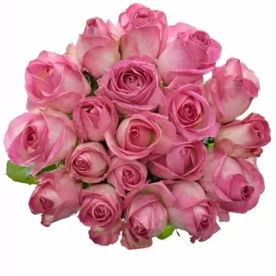 Růžová růže AVALANCHE CANDY+