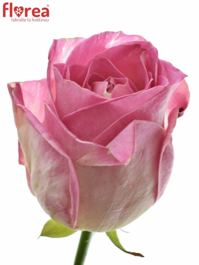 Růžová růže AVALANCHE CANDY+ 50cm (XL)