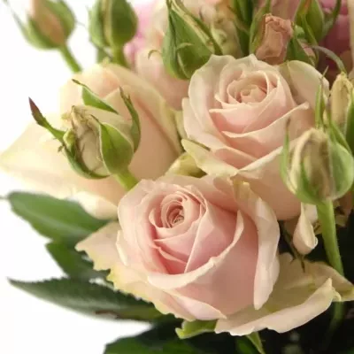Růžová růže trsová AVALANCHE SORBET 60cm/5+ (XL)