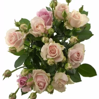 Růžová růže AVALANCHE SORBET 70cm/3+