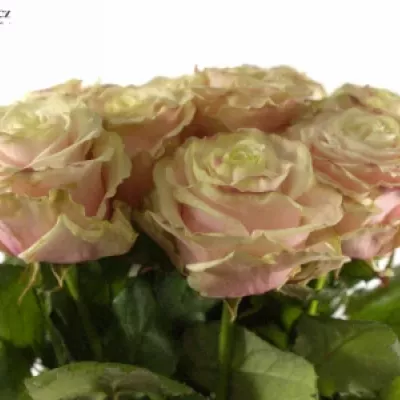 Růžová růže AVANTIQUE+70cm (L)