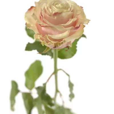 Růžová růže AVANTIQUE+70cm (L)