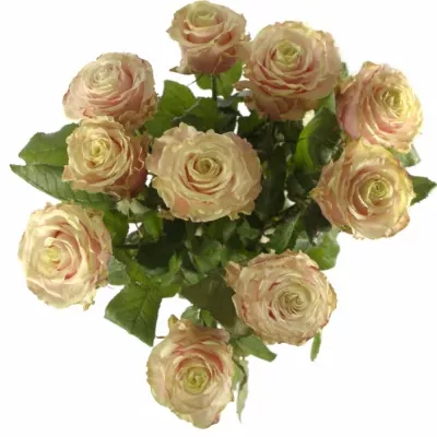 Růžová růže AVANTIQUE+70cm (L)