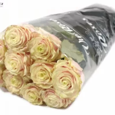 Růžová růže AVANTIQUE+70cm (L)