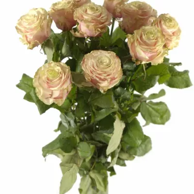 Růžová růže AVANTIQUE+70cm (L)