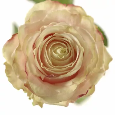 Růžová růže AVANTIQUE+70cm (L)