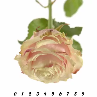 Růžová růže AVANTIQUE+70cm (L)