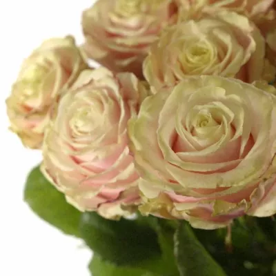 Růžová růže AVANTIQUE+70cm (L)