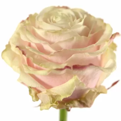 Růžová růže AVANTIQUE+70cm (L)