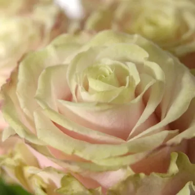 Růžová růže AVANTIQUE+70cm (L)