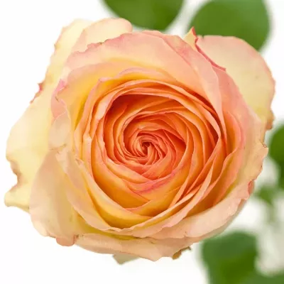 Růžová růže AVE MARIA SUMMERHOUSE 40cm (L)