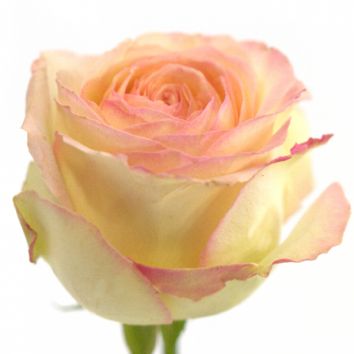 Růžová růže AVE MARIA SUMMERHOUSE 40cm (L)