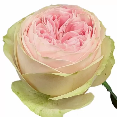 Růžová růže BALLERINA SUMMERHOUSE