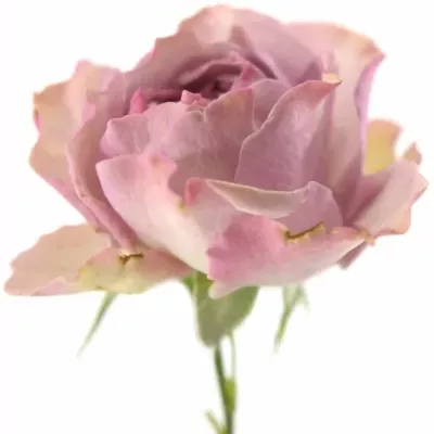 Růžová růže BARONE FREILAND 25cm/3+ (M)