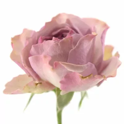 Růžová růže BARONE FREILAND 25cm/3+ (M)