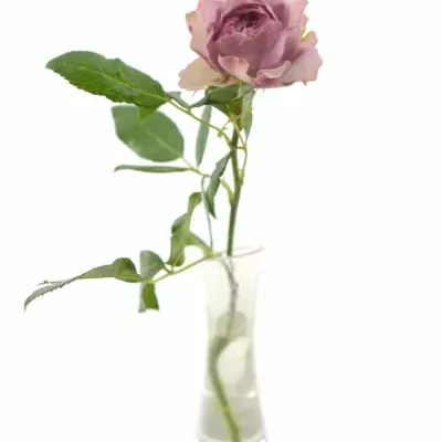 Růžová růže BARONE FREILAND