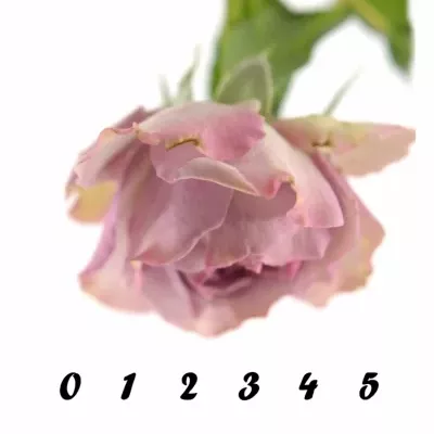 Růžová růže BARONE FREILAND