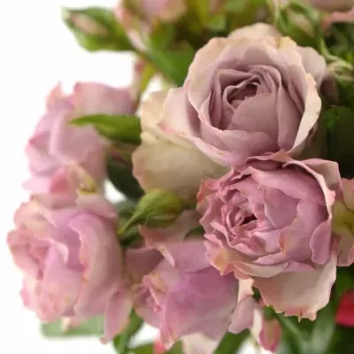 Růžová růže trsová BARONESSE FREILAND 30cm/3+