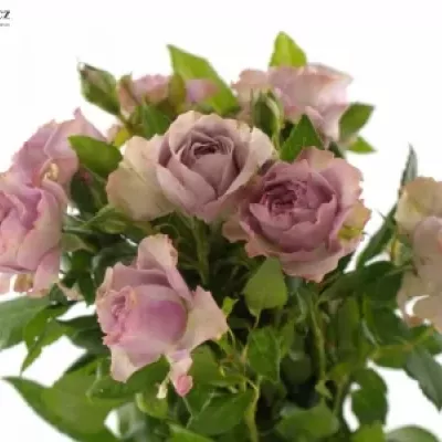 Růžová růže BARONE FREILAND