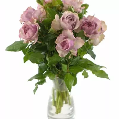 Růžová růže BARONE FREILAND