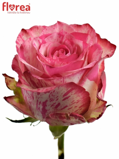 Růžová růže BARRACUDA 50cm (XL)