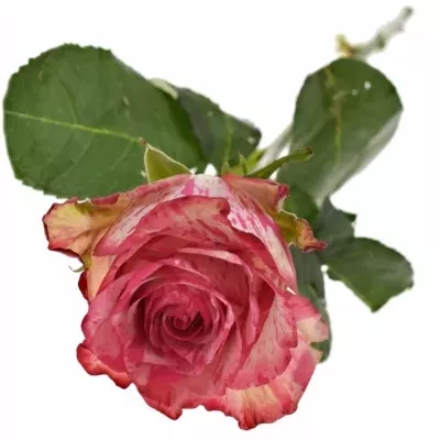 Růžová růže BARRACUDA 50cm (XL)
