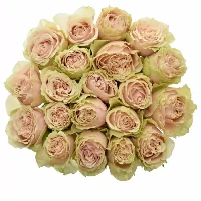 Růžová růže BELL KATHARINA+ 80cm (XXL)