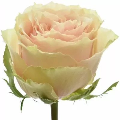 Růžová růže BELL KATHARINA+ 80cm (XXL)