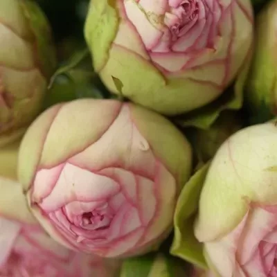 Růžová růže BIEDERMEIER