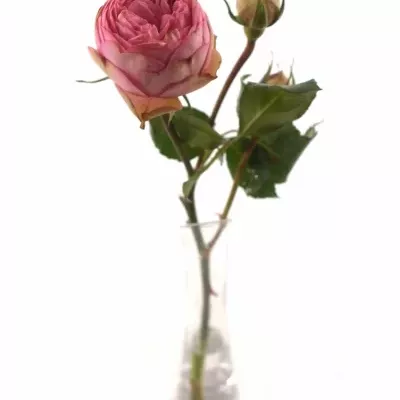 Růžová růže BIEDERMEIER