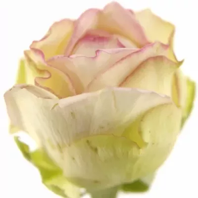Růžová růže BIEDERMEIER 25cm/2+