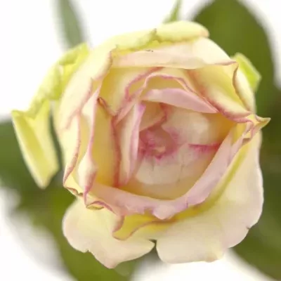Růžová růže BIEDERMEIER 25cm/2+