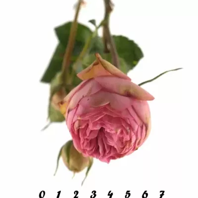 Růžová růže BIEDERMEIER