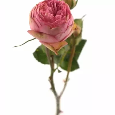 Růžová růže BIEDERMEIER
